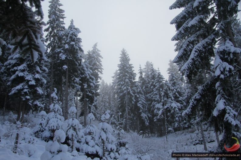 Die Wolken lichten sich im Winterwald