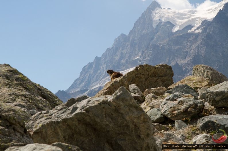 20150813-102806_marmotte_devant_le_petit_pelvoux