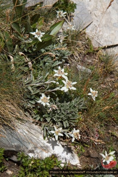 20150819-130142_fleurs_d_edelweiss