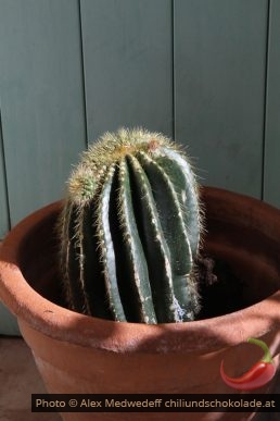 Cactus dans un pot