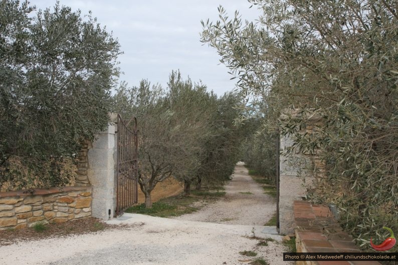 Allée d'olivier menant au Domaine du Gros'Noré