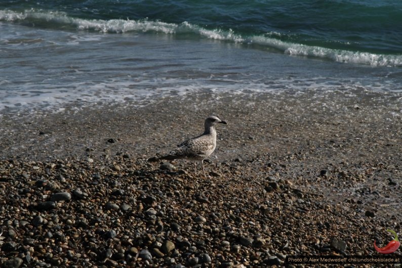 Jeune mouette