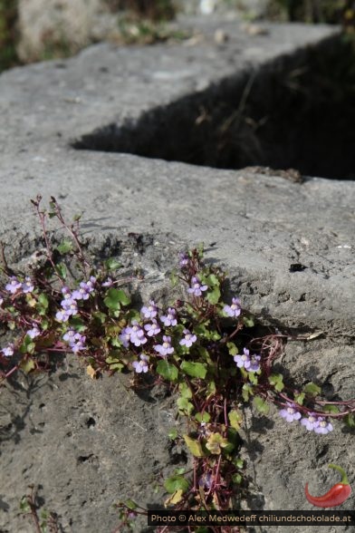 20160322-163319_fleurs_dans_le_tuf_des_chutes_du_real