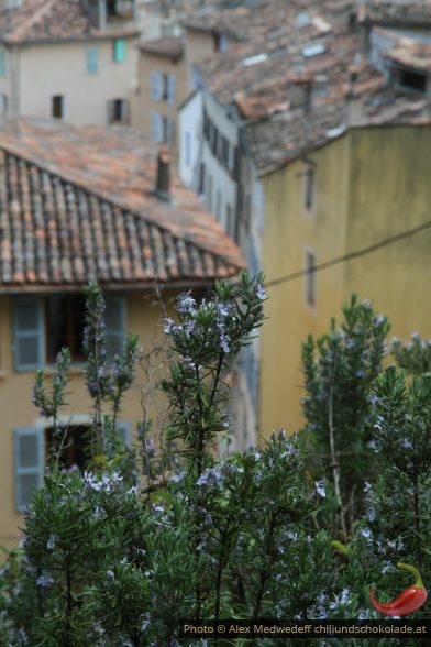 20160325-125806_romarin_en_fleurs_devant_les_maisons_de_cotignac