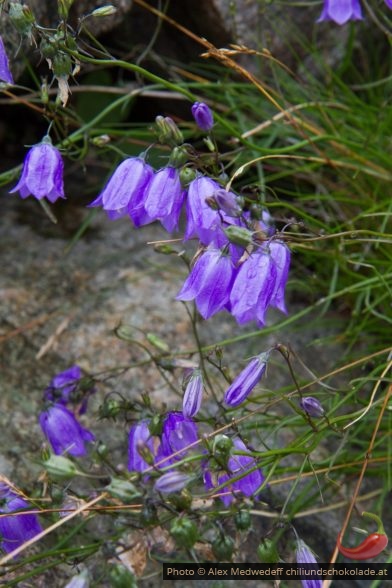 20160713-104000_campanules_couverts_de_pluie