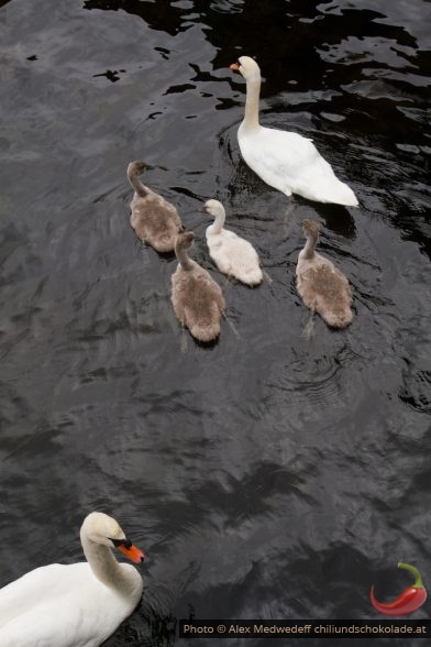 20160717-113816_cygnes_et_leurs_cygneaux