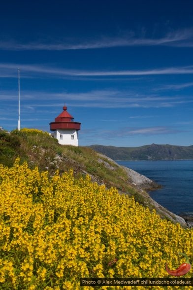 20160720-122336_phare_de_skongenes_et_fleurs_jaunes