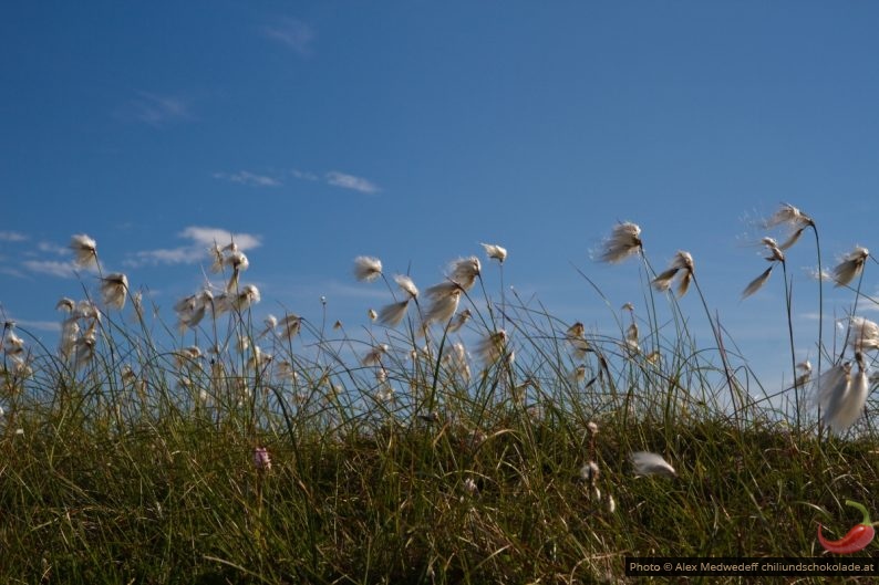 20160724-162400_linaigrette_en_norvege