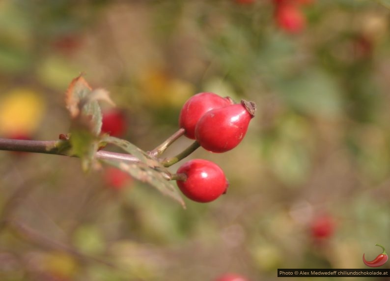 Als Hagebutten werden landläufig auch die Wildrosen selbst bezeichnet, an denen Hagebutten wachsen (v.a. die Hundsrose, Rosa canina). Das Fruchtfleisch der im Spätherbst geernteten Früchte entsteht aus dem fleischigen Blütenboden. Es ist süßsauer und reich an Vitaminen, insbesondere Vitamin C (Ascorbinsäure), aber auch Vitamin A, B1 und B2. Die Nüsschen der Hagebutte sind mit feinen, widerhakenbestückten Härchen bedeckt, die bei Hautkontakt Juckreiz hervorrufen. Daher sollten die Samen nicht mitgegessen oder -verarbeitet werden. Vor allem Kinder nutzen sie gelegentlich zum Herstellen von Juckpulver, das bei Berührung schmerzt, juckt und eine Allergie hervorrufen kann. Wildwachsende Rosen sind wertvolle Nähr- und Schutzgehölze für viele Tierarten. So bieten Hagebutten ebenso wie die Früchte von Eiben, Sanddorn und Vogelbeere eine leicht zu findende, vitaminreiche Nahrung für viele Standvögel.