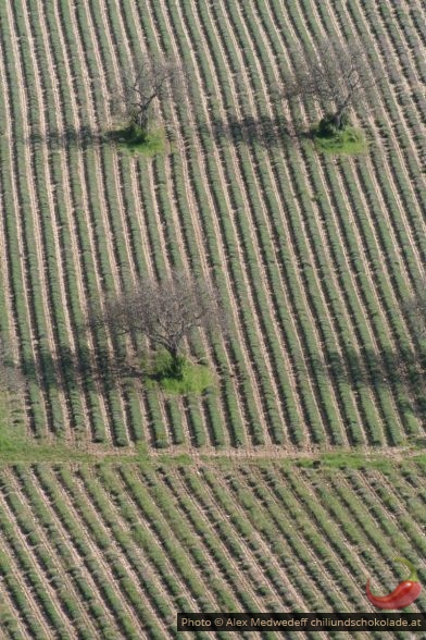 Champs de lavande au printemps