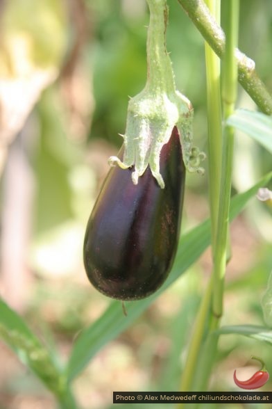 20120813-150826_aubergine