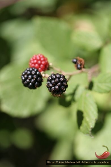 Mûres sur les branches du mûrier