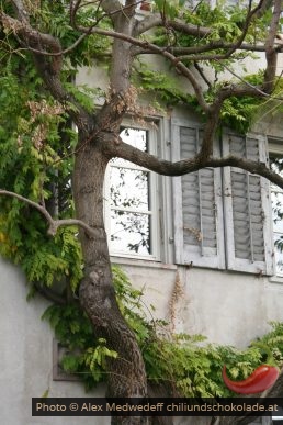 Baum an Hausfassade