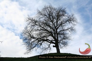 Lonely Winter Tree