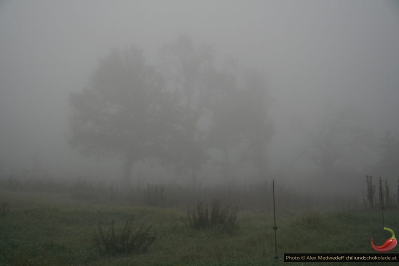 Arbres dans le brouillard