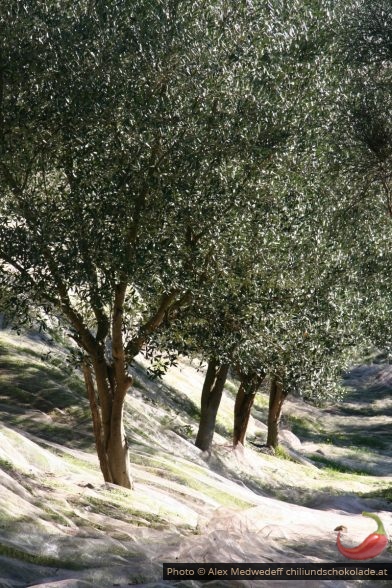 Oliviers avec filet étendus pour recueillir les olives