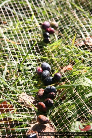 Olives recueillies dans les filet étendus sous les oliviers