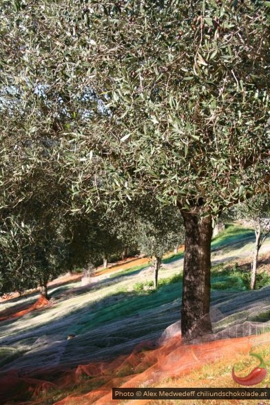 Oliviers avec filet étendus pour recueillir les olives