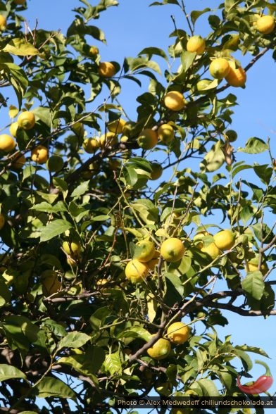 Citronnier chargé de citrons