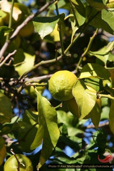 Citron sur citronnier