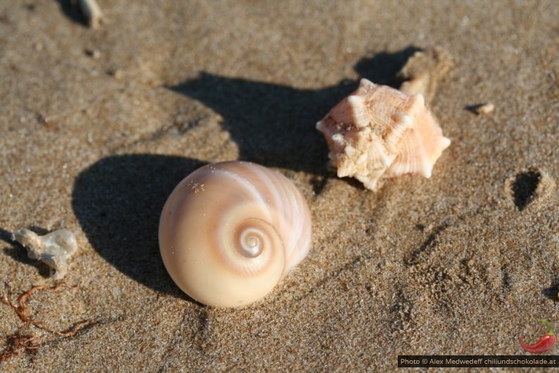 Naticidae et Bolinus brandaris