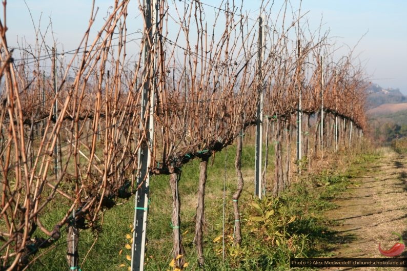 Rangée de vigne en hiver