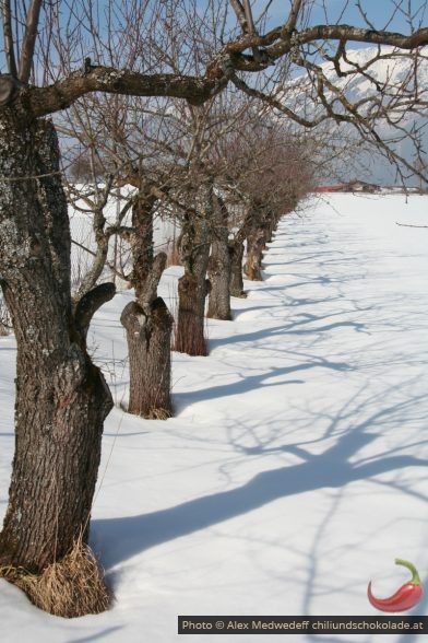 Zwetschkenbäume im Winter
