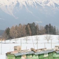 Bienenstöcke im Winter