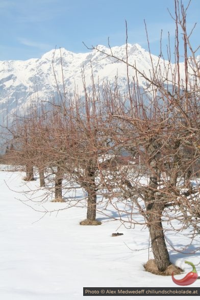 Birnbäume vor dem Schnitt im Winter