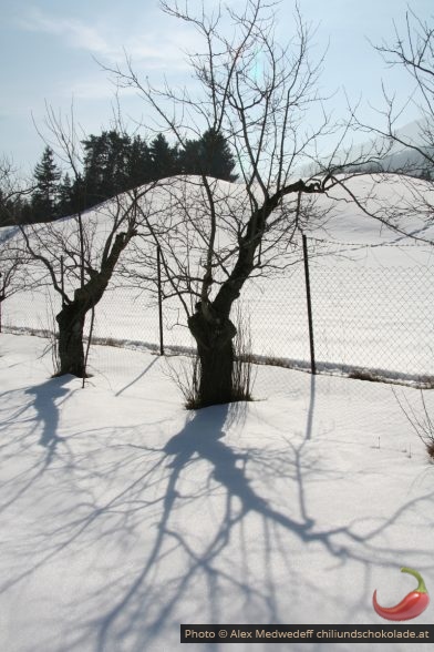 Kahle Zwetschkenbäume werfen lange Schatten im Winter
