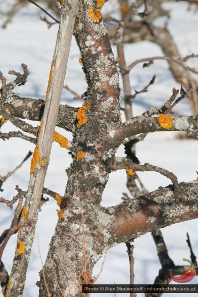 Flechten auf Birnbaum