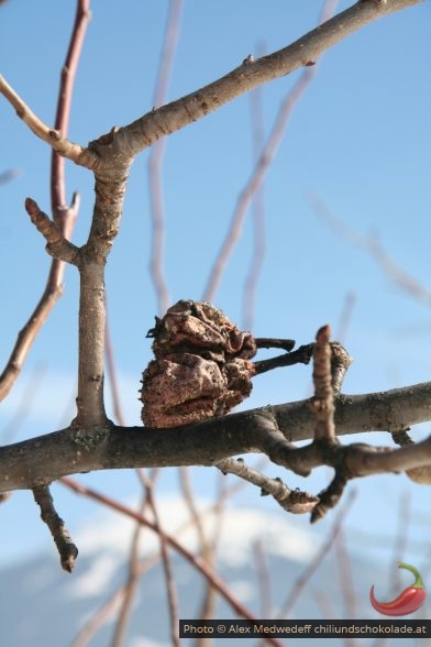 Über den Winter getrocknete Birnen am Baum