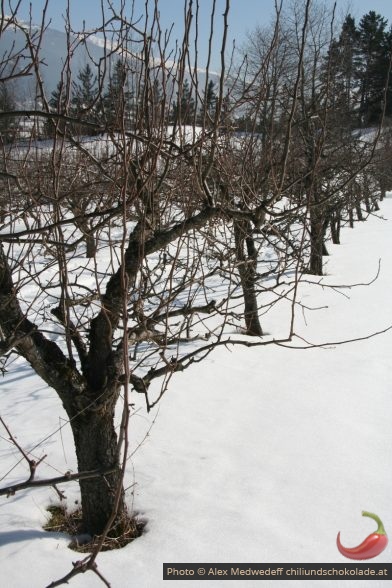 Birnbäume vor dem Schnitt im Winter