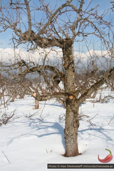 Obstäume vor dem Schnitt im Winter