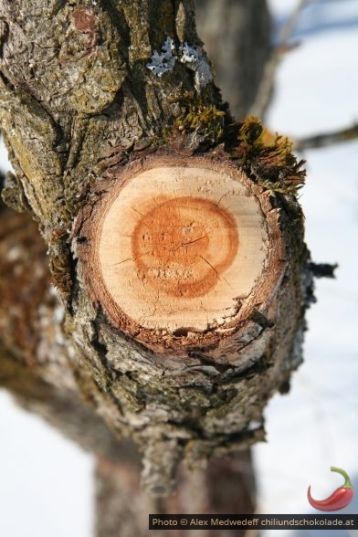 Abgeschnittener Ast an einem alten Apfelbaum