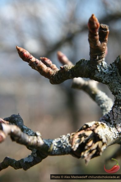 Knospen an Obstbaum im Frühjahr