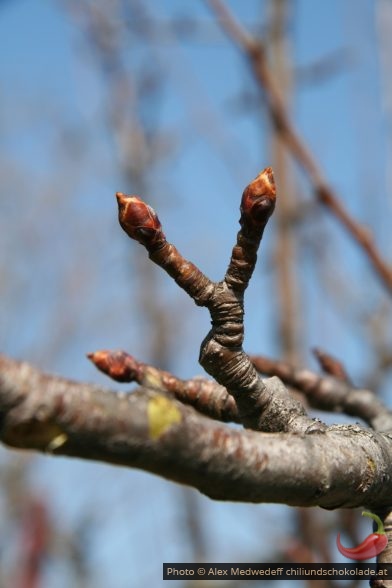 Knospen an Obstbaum im Frühjahr