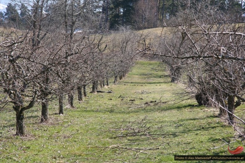 Schnitt im Obstgarten