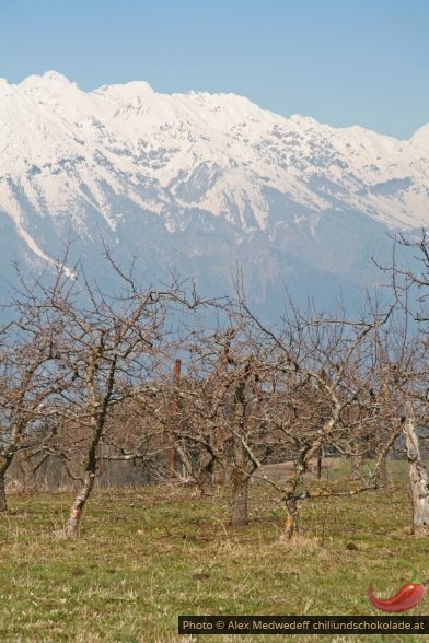 Alte Obstbäume vor der Nordkette