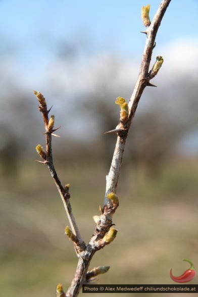 Spriessende Knospen der Stachelbeere