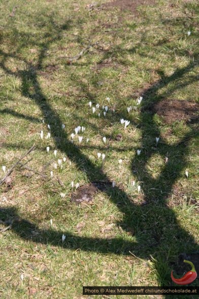 Weisser Krokus und Schatten eines noch kahlen Obstbaums