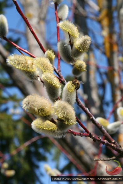 Biene auf blühenden Palmkatzerln im Frühling