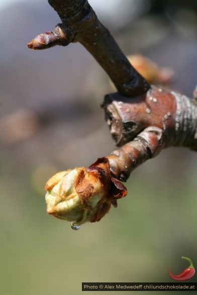 Knospen an Obstbaum im Frühjahr