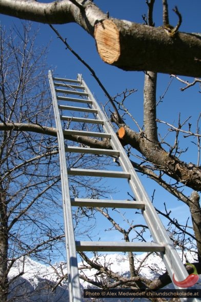 Leiter in Obstbaum im Frühjahr