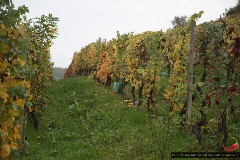 Weinfelder im Herbst