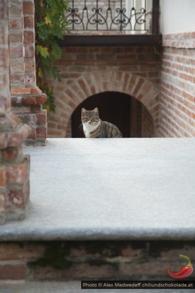 Katze auf Treppe