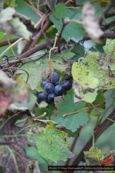 Dolcetto-Rebe mit Trauben