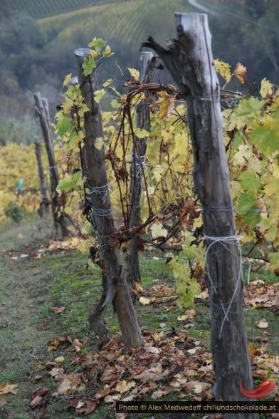 Spaliererziehung der Weinreben im Piemont