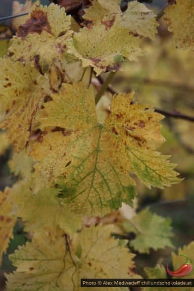 Herbstliche Weinblätter