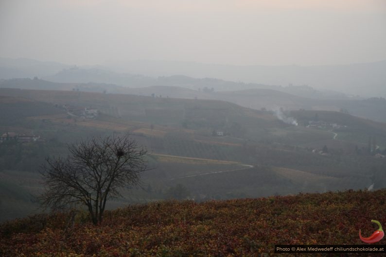 Nebel über den Nebbiolo-Reben